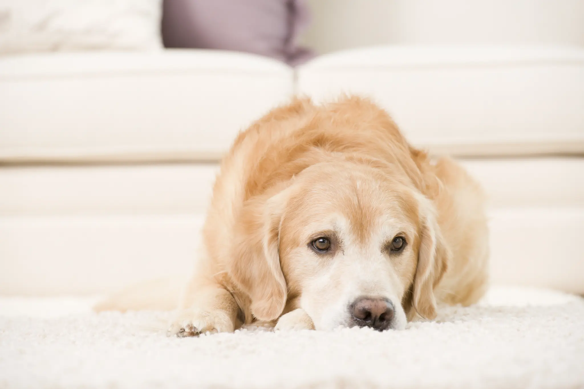 How to Remove Pet Odours from Carpet