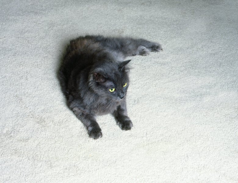 Why Does Cat Urine Smell So Bad