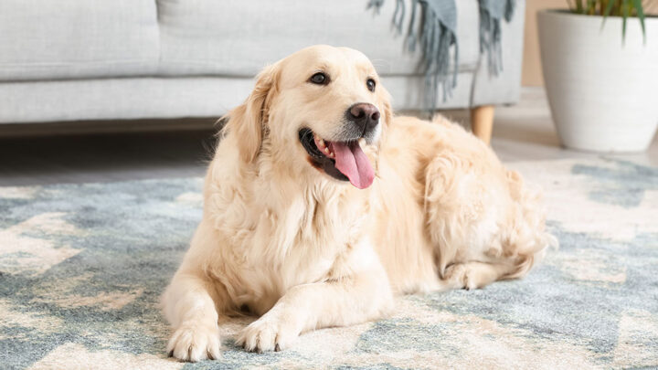 Pet Urine Odour Removal Sydney