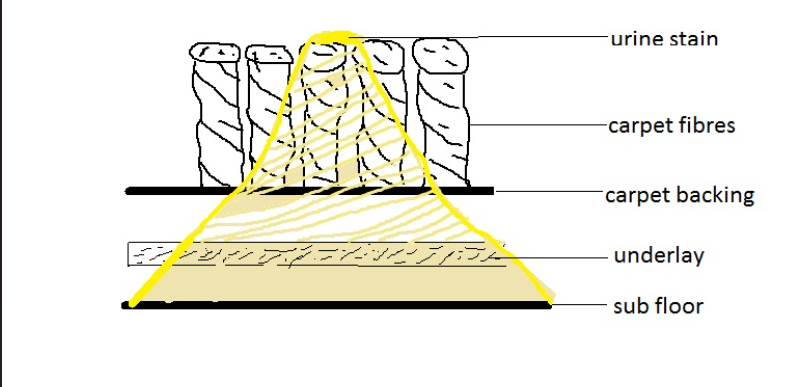 Diagram showing how pet urine penetrates through carpet fibres, backing, underlay and sub floor